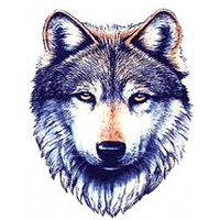 profile photo of designer Wolf Rider