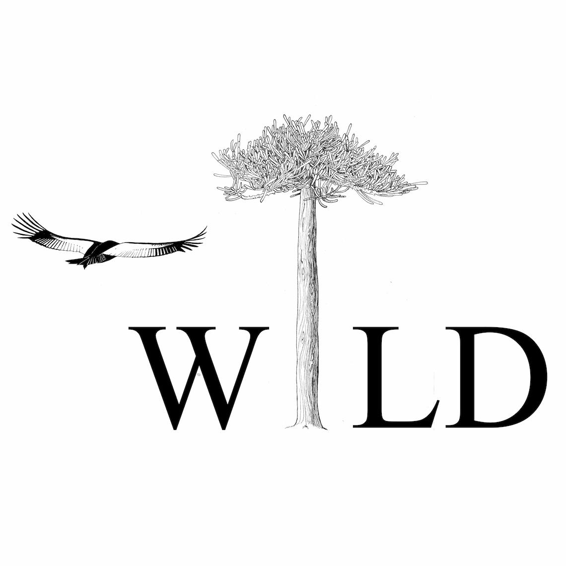 photo de profil du designer amanda wild