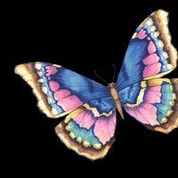 photo de profil du designer Borboleta22