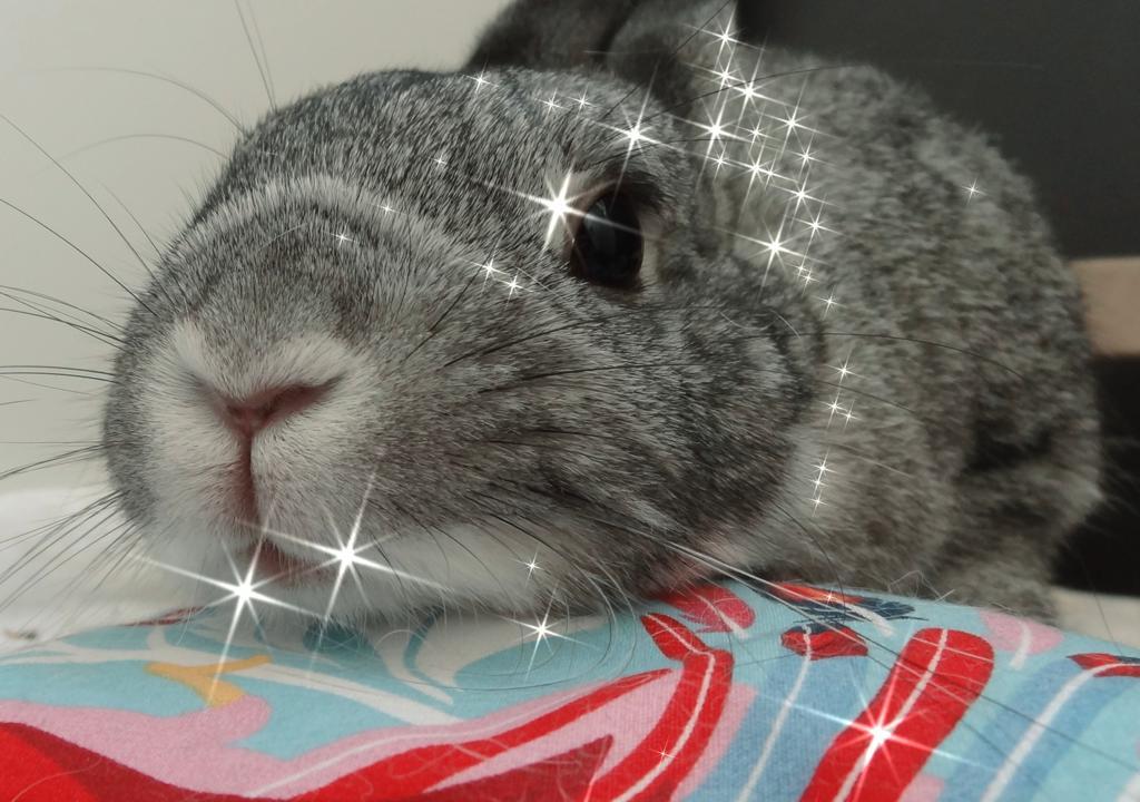 photo de profil du designer Marjo.rabbits