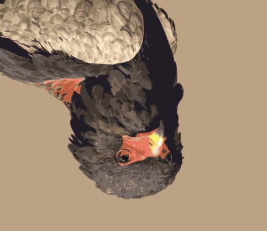 photo de profil du designer ZoiseauX
