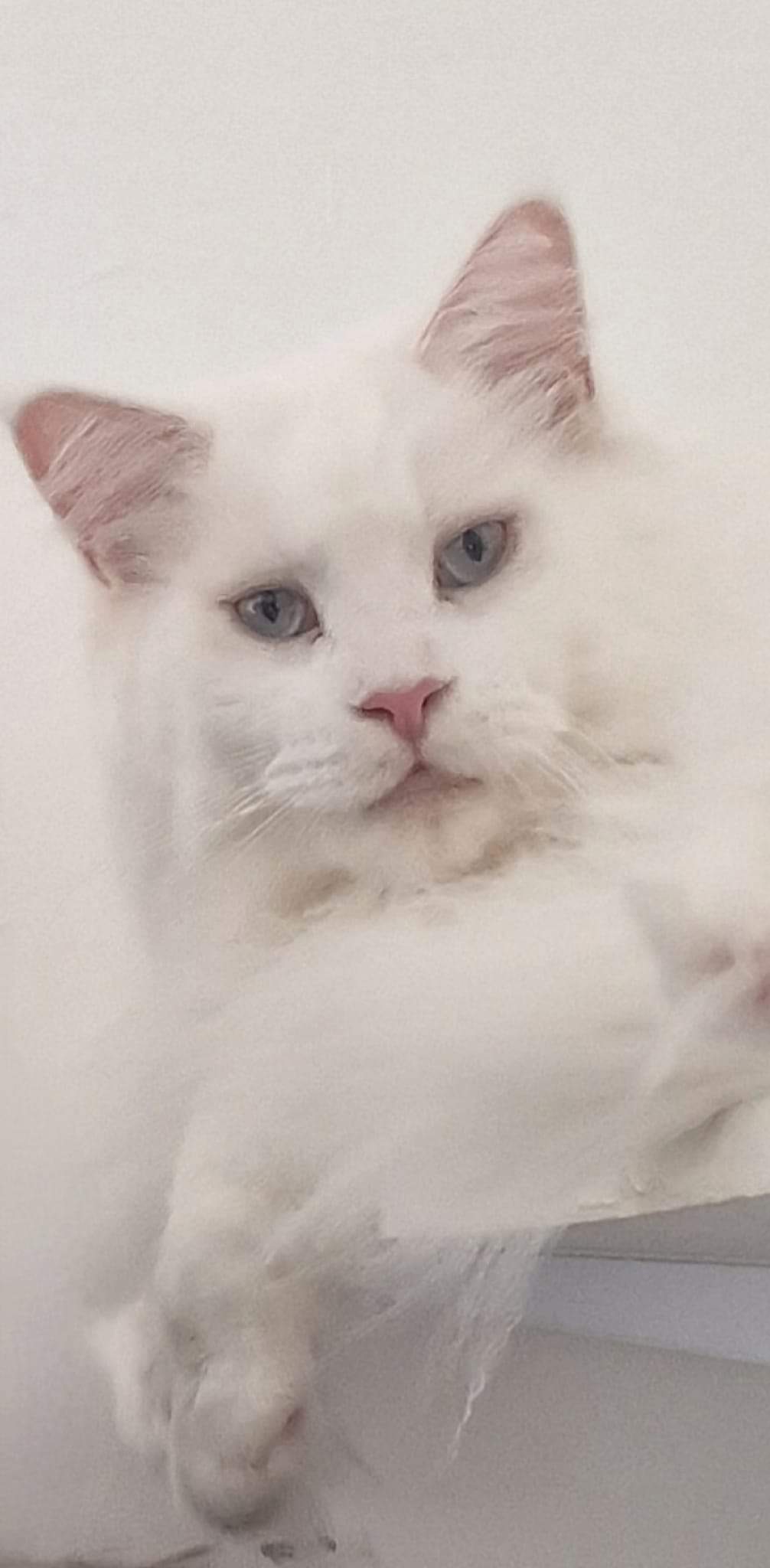 photo de profil du designer titi l'amour des animaux